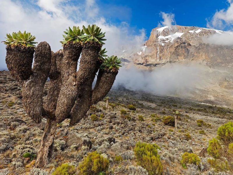 8-Day Lemosho Route – Kilimanjaro Adventure copy