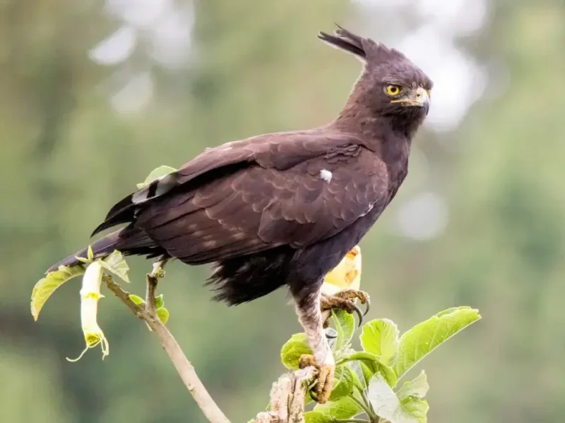 Long-Crested-Eagle