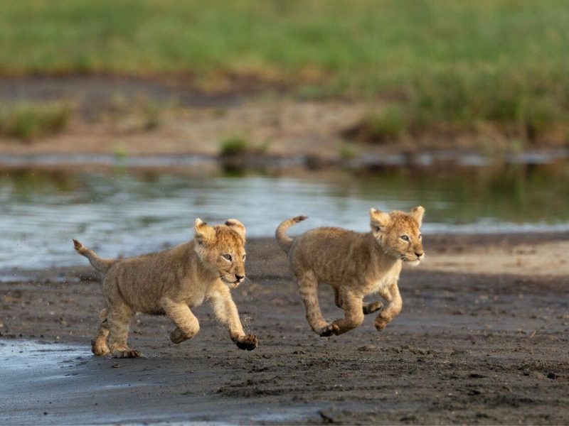 Ndutu cubs
