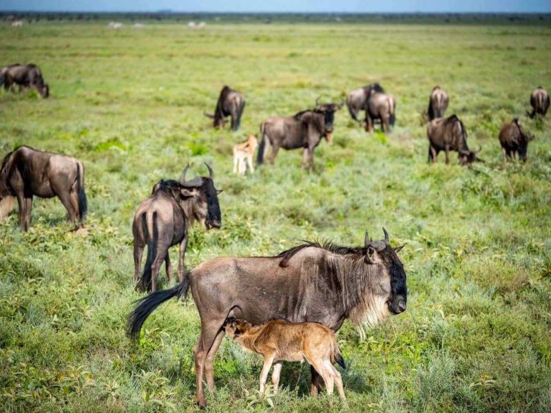 The Serengeti Calving Season Adventure