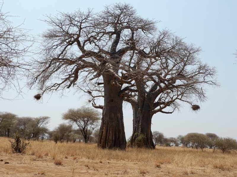ancient boabab tree
