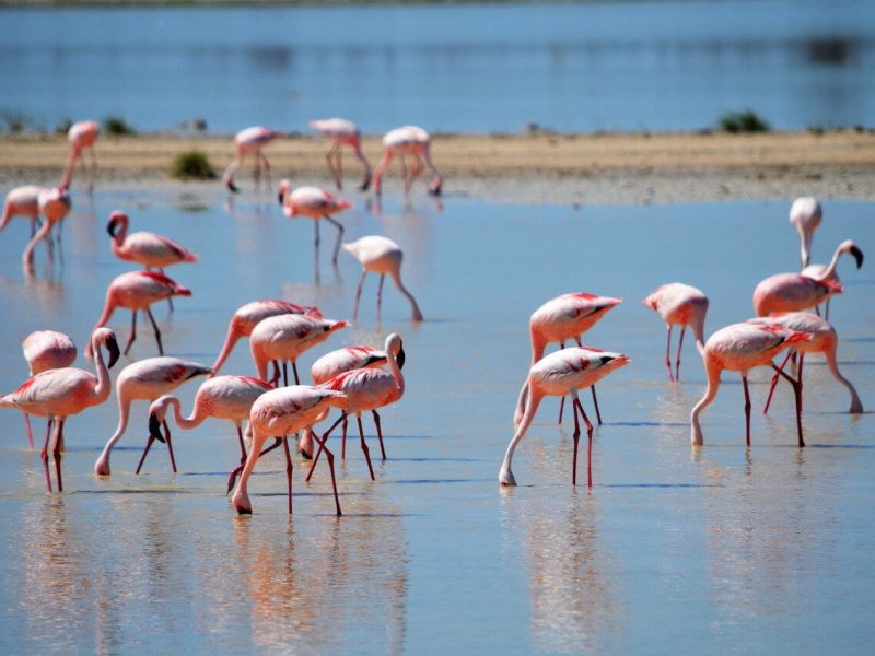 flocks of flamingos