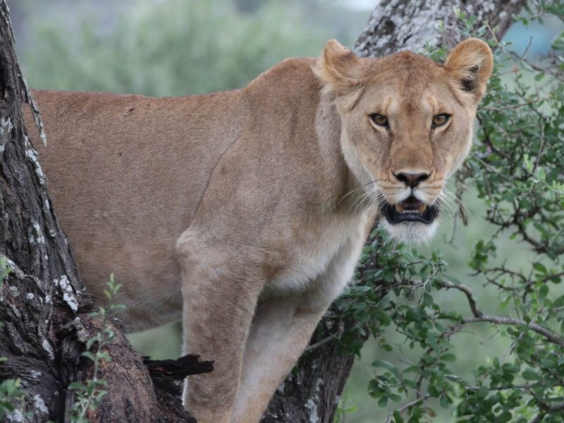 lion at lake manyara national park