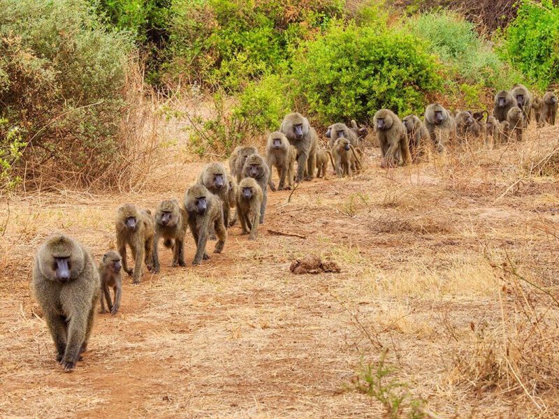 manyara baboons