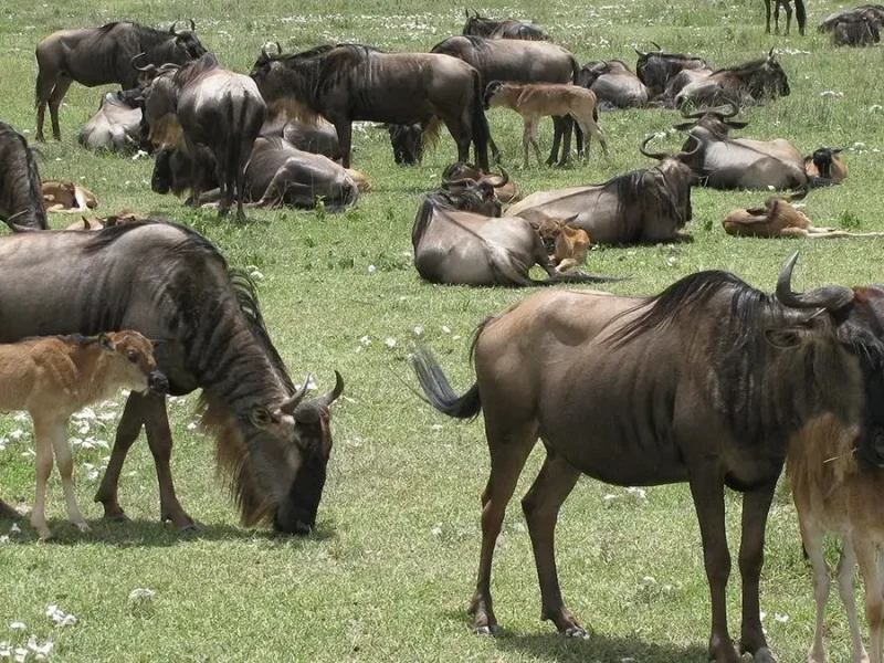 ndutu-area-wildebeest-migration-safari-1200x675
