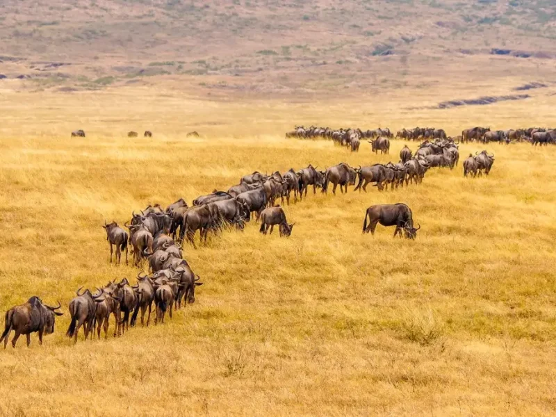 serengeti-great-wildebeest-migration-in-november-is-it-the-right-time-to-see-1-1024x682