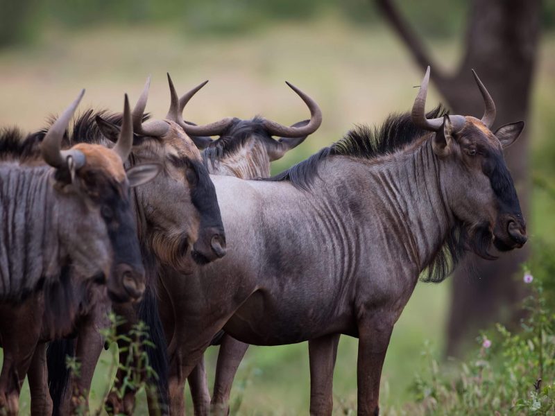 wildebeest-2